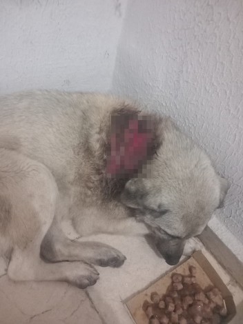 Büyükçekmece’de sitede sokak köpeğinin üzerine kaynar su döküldü