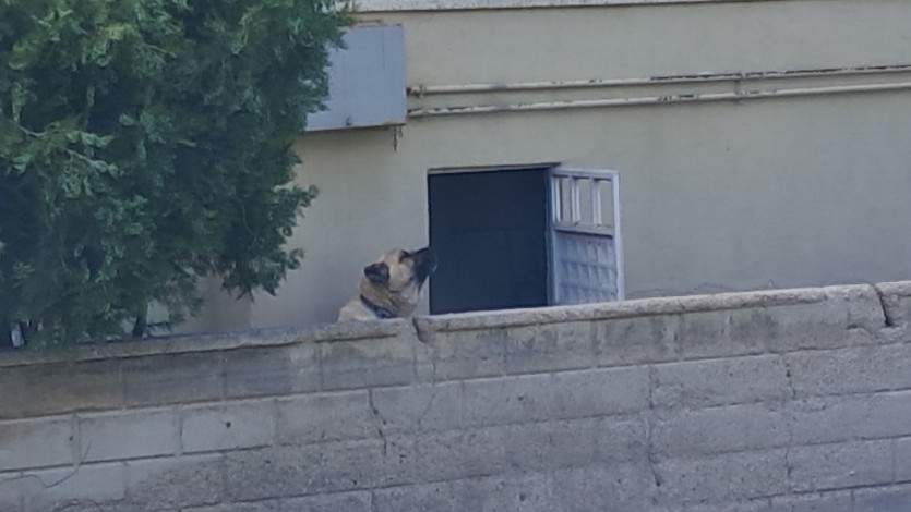 Çoban köpeği duvardan atlayıp yaşlı adamın elini parçaladı