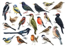 Doğanın Kanatlı Gizemi: 2026’da Kuş Dünyasında 