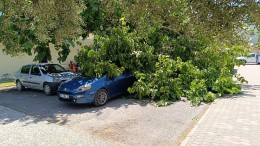 Dut ağacının kırılan dalı otomobillerin üzerine düştü