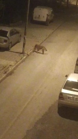 Elazığ’da sokak köpekleri kediyi parçaladı