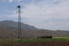 Elazığ’daki köy, 10 leylek yuvasına ev sahipliği yapıyor