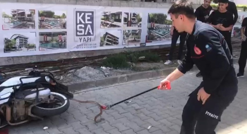 Gazipaşa'da Cadde Üzerinde Görülen Yılan İtfaiye Tarafından Yakalandı