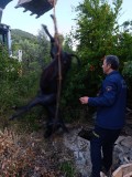 Hatay'da kuyuya düşen eşek telef oldu