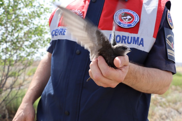 Jandarmanın bulduğu yaralı yavru Ebabil kuşu koruma altına alındı