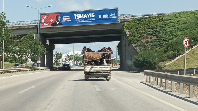 Kamyonetin kasasına 5 adet at sığdırdı