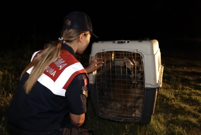 Kırklareli’nde yaralı karaca tedavi altında alındı