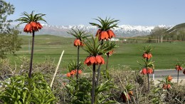 Yüksekova'da Yeşil Ova ve Karlı Cilo Dağı: İki Mevsimin Büyüleyici Buluşması